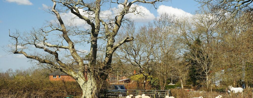 Water softener services in Brockenhurst - Brockenhurst New Forest village