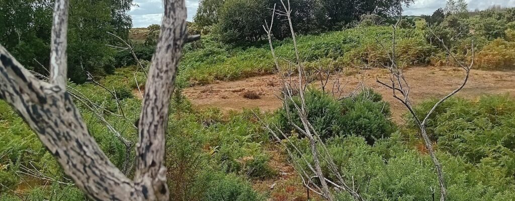 Water softener services in Hampshire - New Forest Hampshire landscape